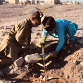 نهال کاری در جاده روستای نازدشت