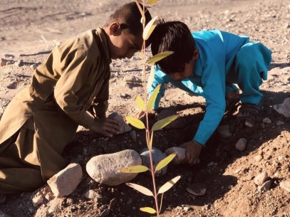 نهال کاری در جاده روستای نازدشت